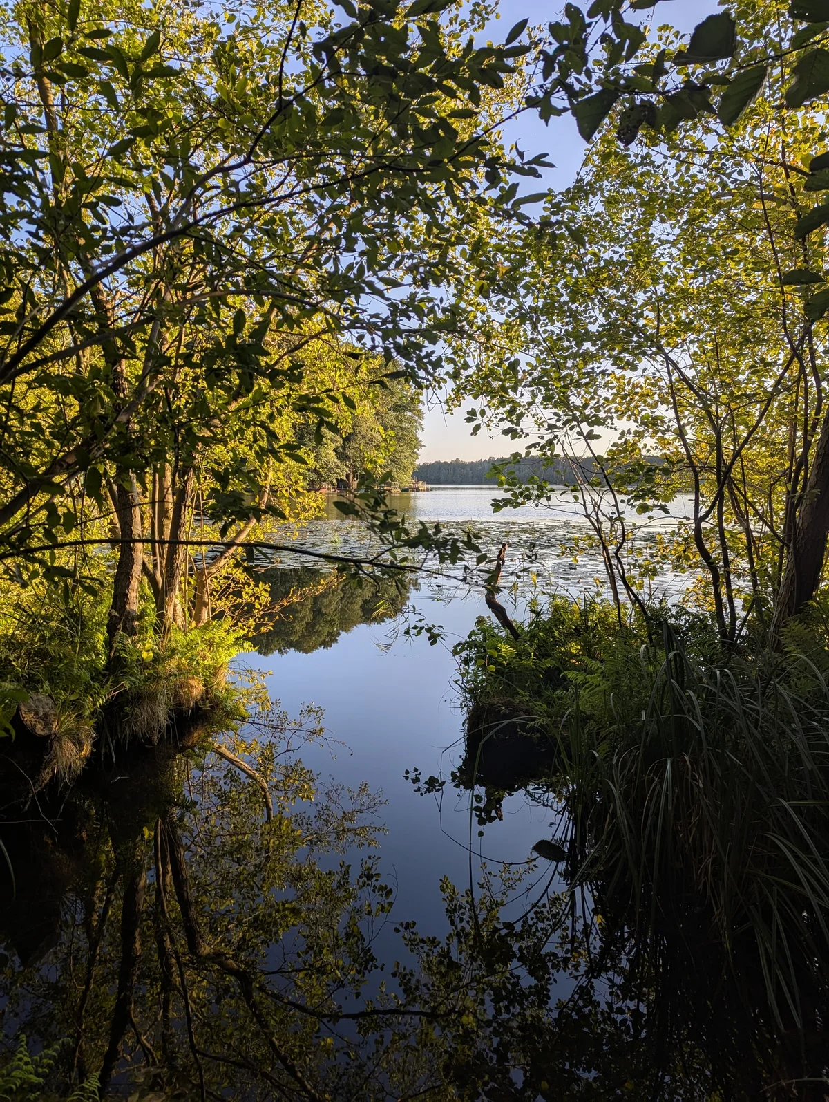 Stiller See, durch Baeume gerahmt