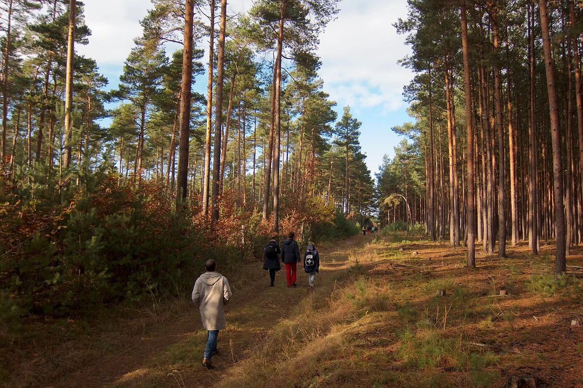 Waldpfad im Naturpark Hoher Fläming — Buchenwald mit weichem Bodenbewuchs