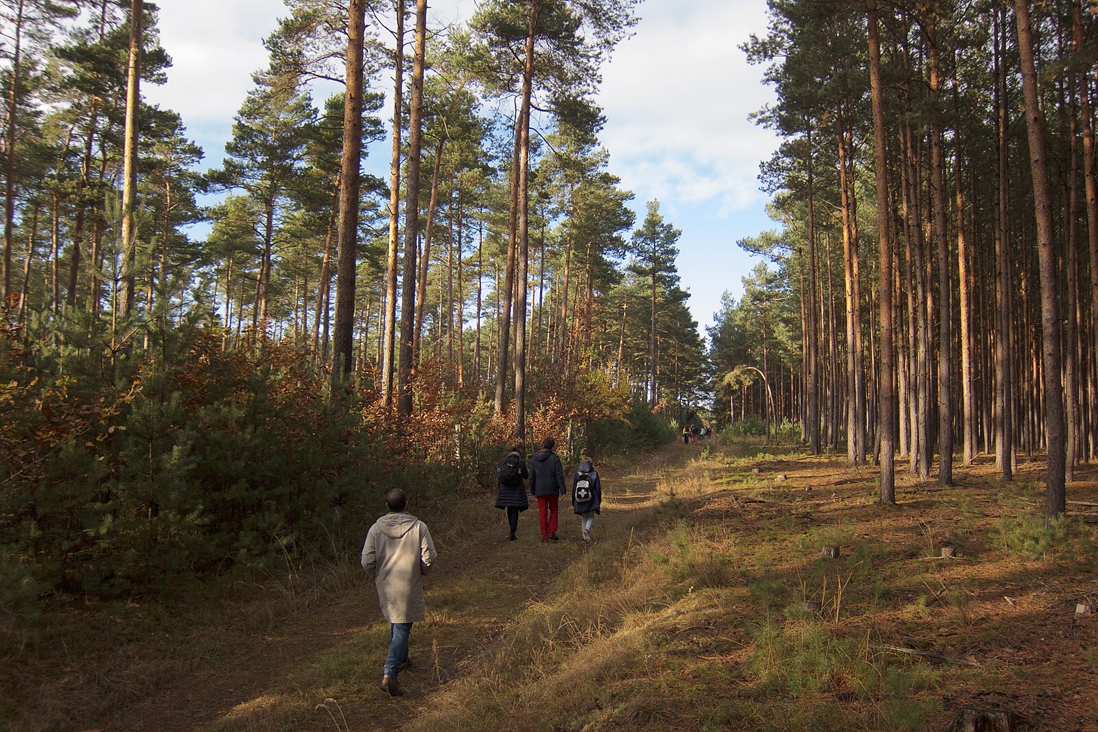 Waldpfad im Naturpark Hoher Fläming — Buchenwald mit weichem Bodenbewuchs