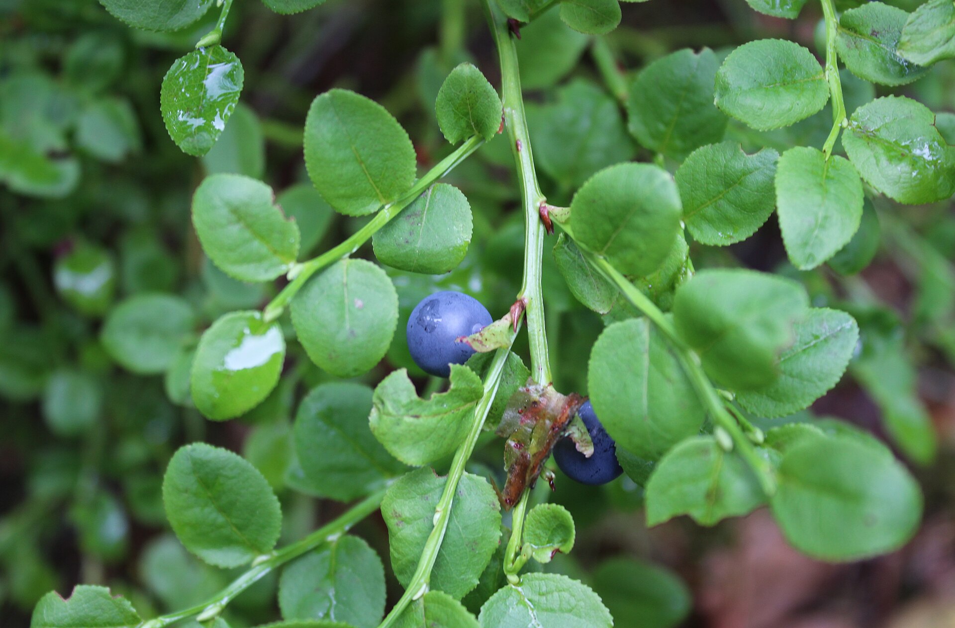 Zwei reife Wald-Heidelbeeren an einem Zweig zwischen frischgrünen Blättern im Sommerwald