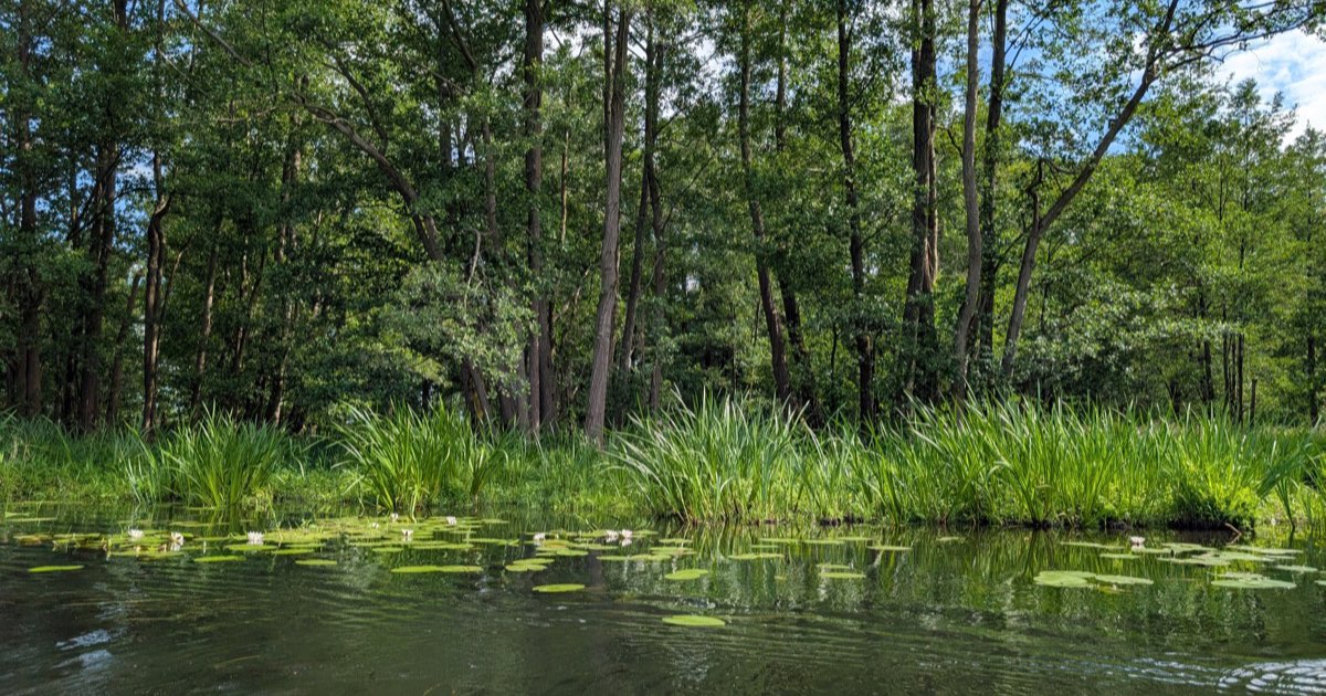 Ruhiges grünes Wasser im Unterspreewald, Seerosenblätter und Schilf am Ufer, dichter Erlenwald dahinter unter sommerlichem Himmel
