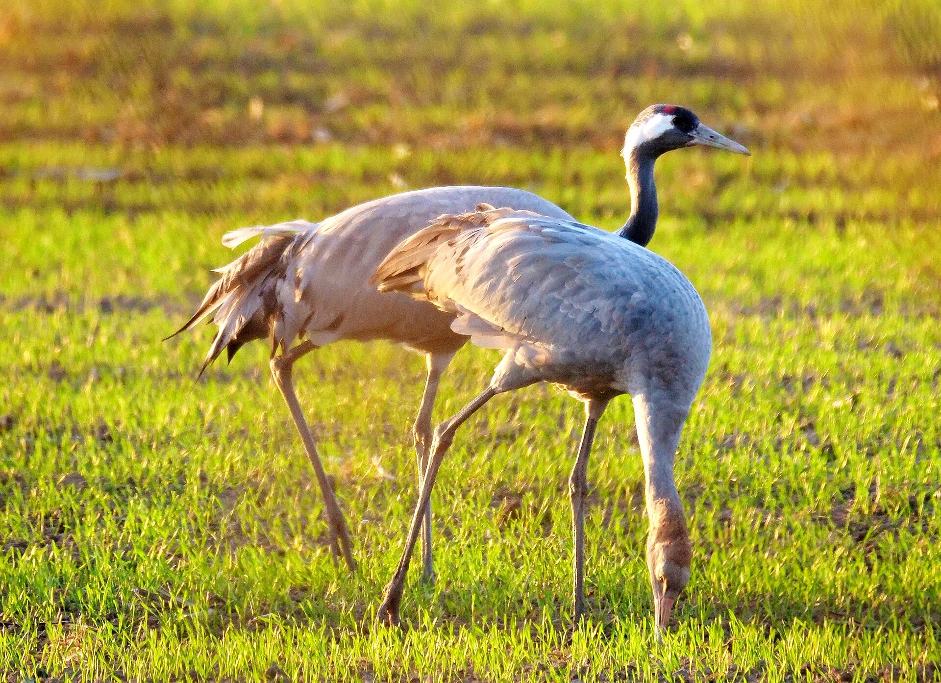 Junger Kranich mit braunem Kopf und Altvogel mit roter Kappe auf einem Feld bei Linum im Oktober