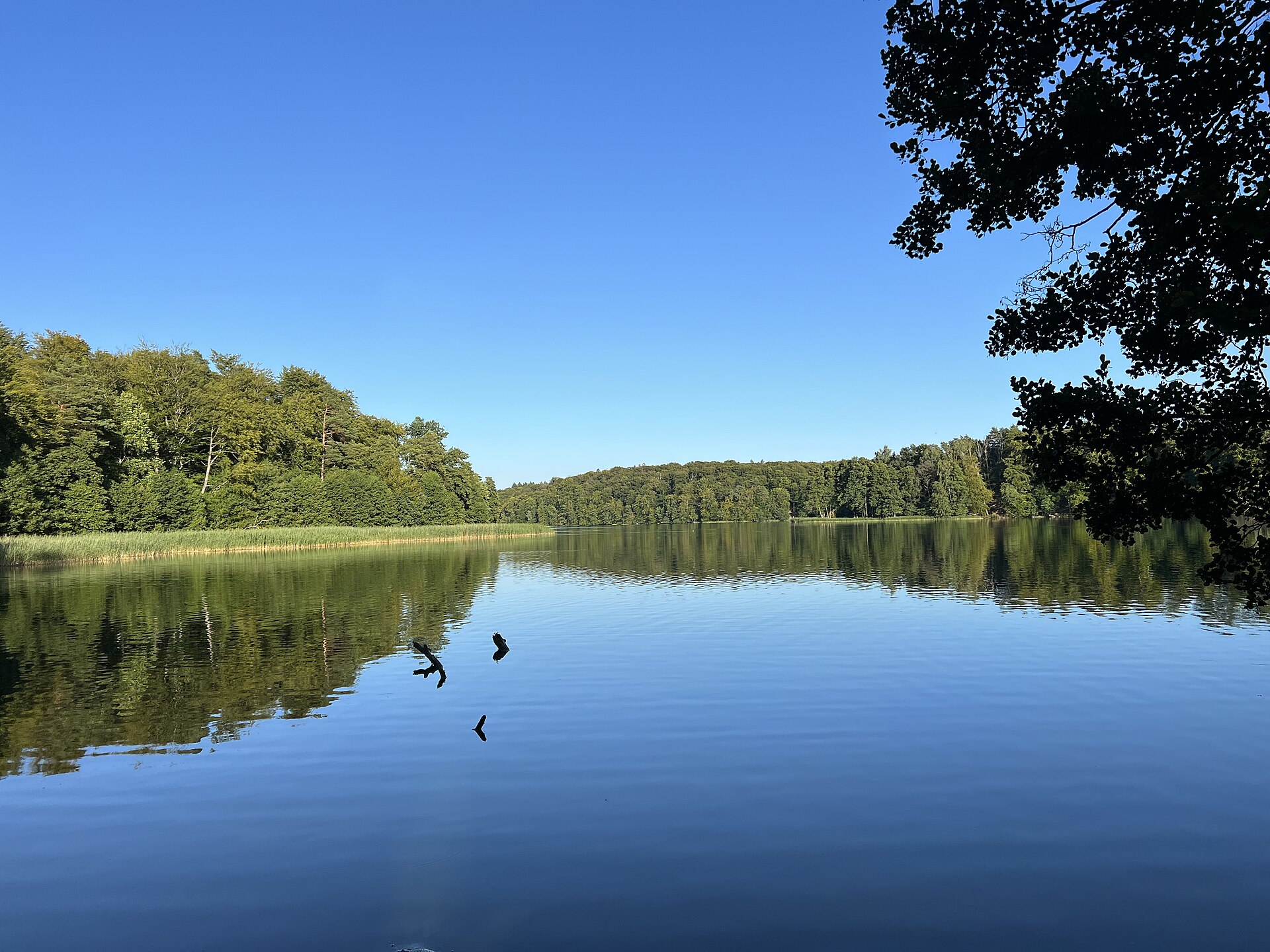 Der Liepnitzsee bei Wandlitz an einem Sommertag — ein von Buchenwald umstandener, spiegelglatter Waldsee, im Vordergrund ein überhängender Ast.