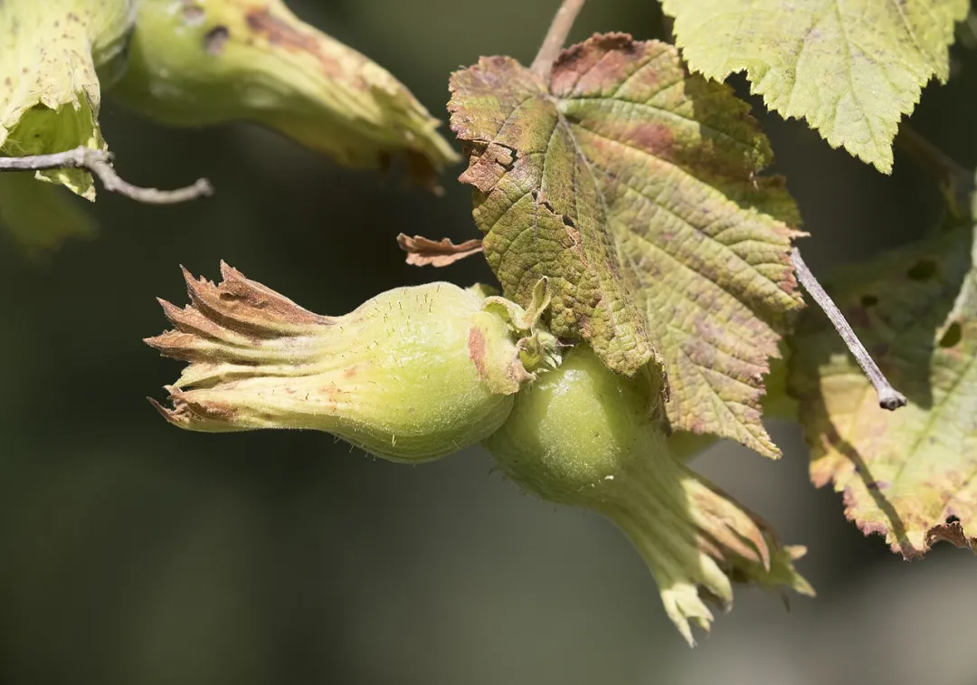 Haselnüsse im grünen, gefransten Fruchtbecher an einem Zweig mit Blättern
