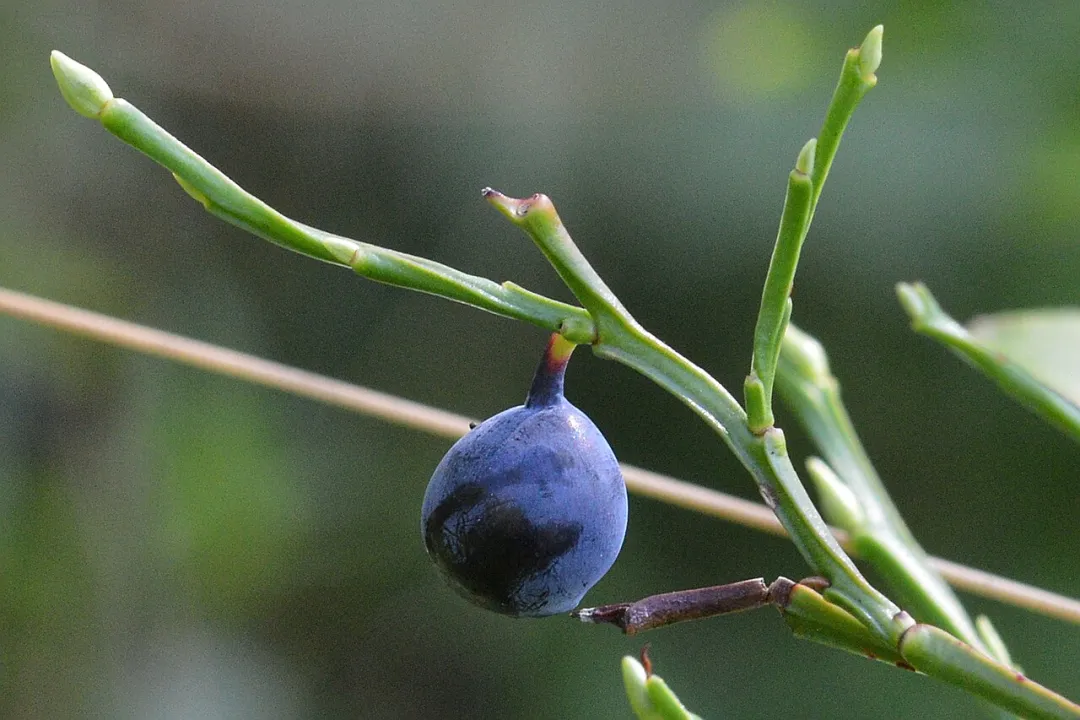 Eine reife dunkelblaue Wald-Heidelbeere hängt an einem grünen, kantigen Zweig