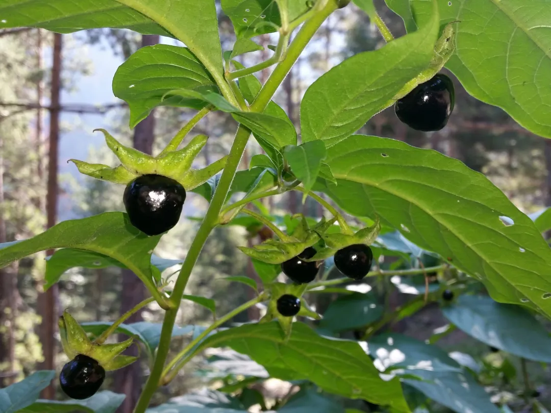 Glänzend schwarze Tollkirschen-Beeren mit grünem fünfzipfeligem Kelch am Stängel im Wald