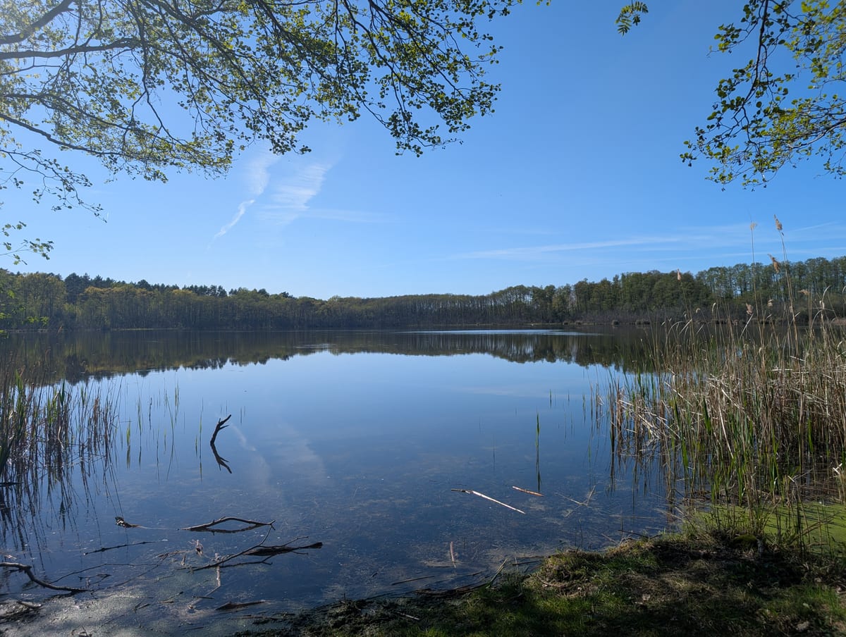 Stiller See im Naturpark Dahme-Heideseen, gespiegelte Bäume am Ufer