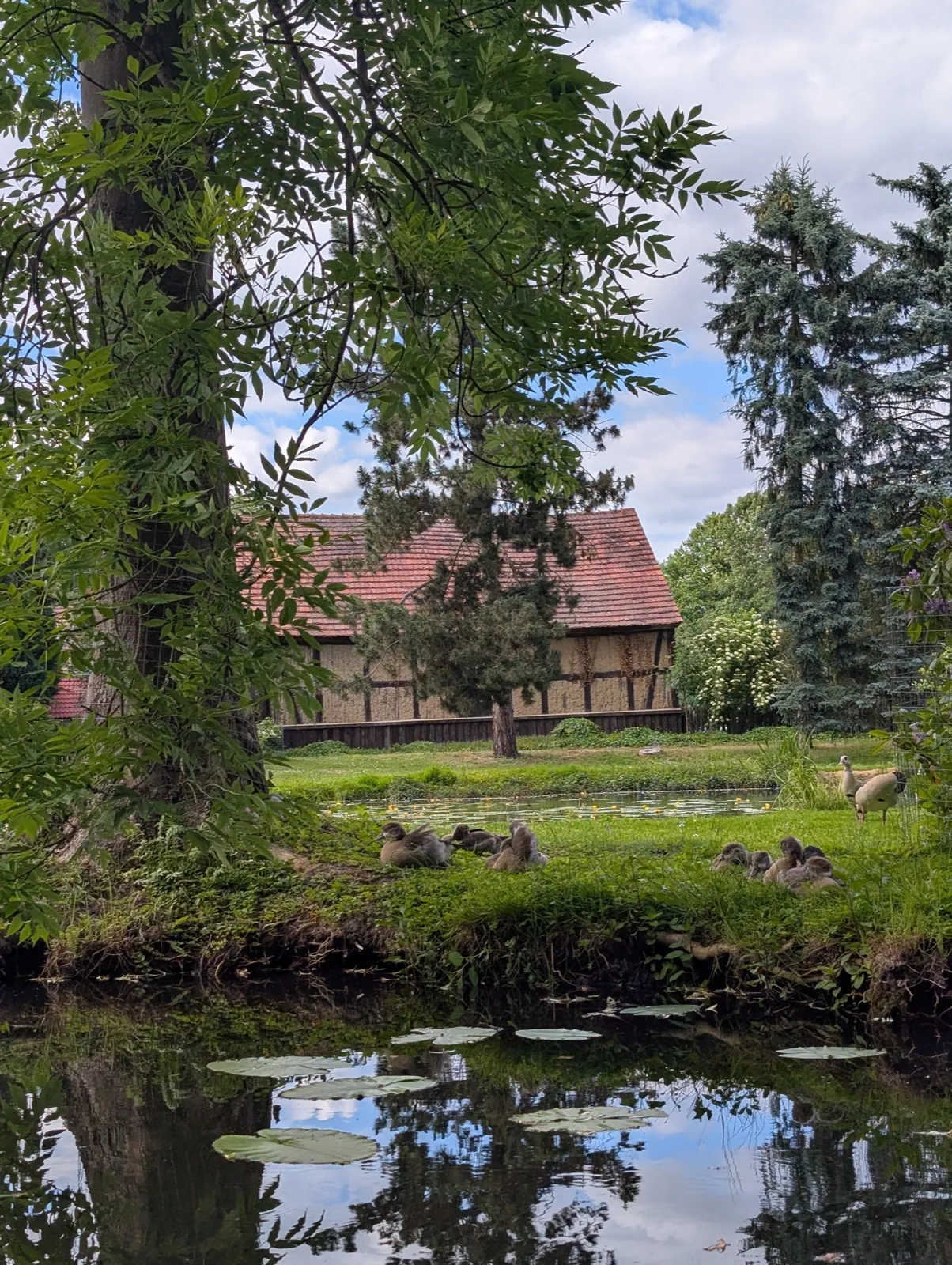 Reetgedecktes Spreewaldhaus hinter Bäumen, davor eine Gänsefamilie am grünen Ufer, Seerosen auf dem Wasser