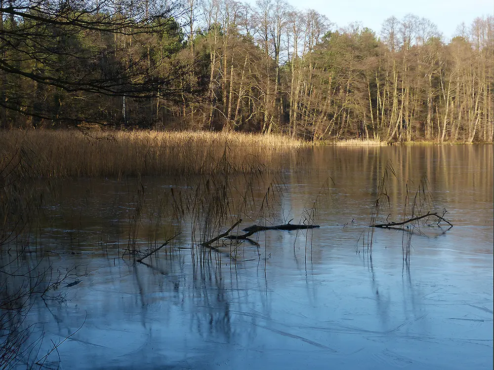 Der Moderfitzsee bei Himmelpfort im Januar, Schilf und Äste am Ufer, dahinter Wald