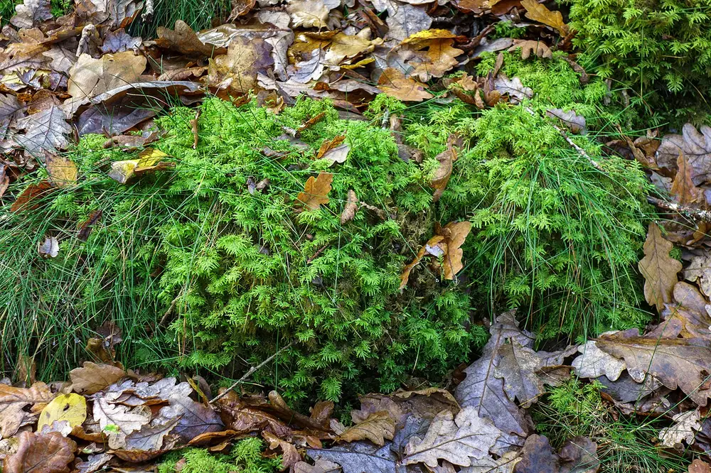 Dichtes grünes Moospolster zwischen Eichenlaub auf dem Waldboden