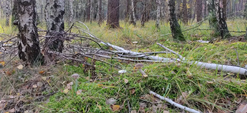 Birken am Fließrand im Spreewald, moosiger Boden zwischen liegendem Totholz