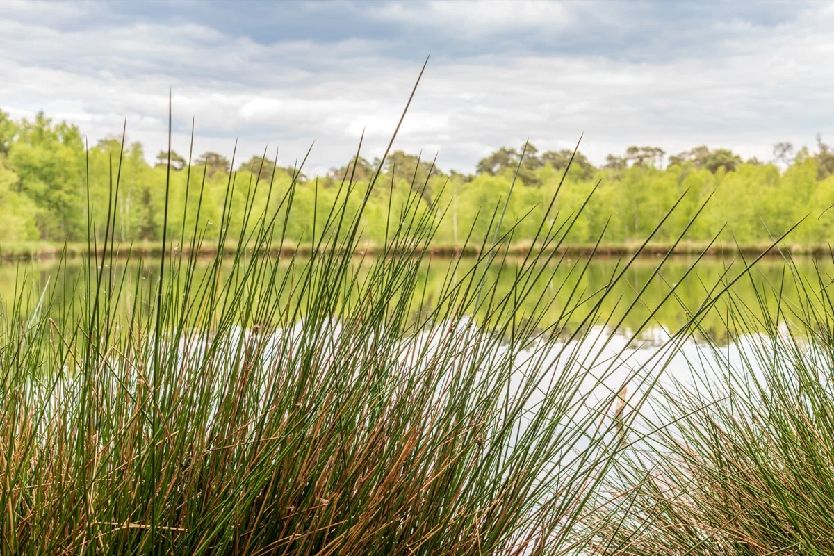 Stilles Moor mit Spiegelung im Wasser