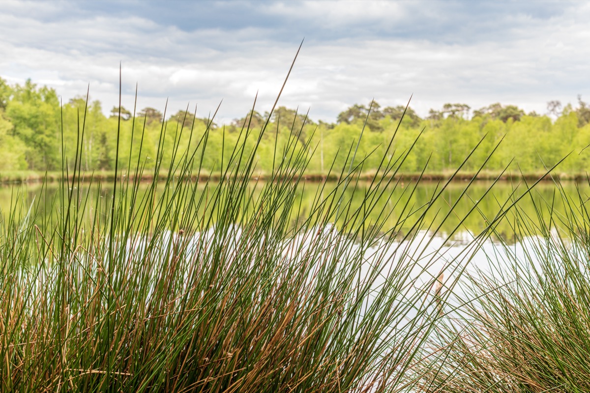 Stilles Moor mit Spiegelung im Wasser