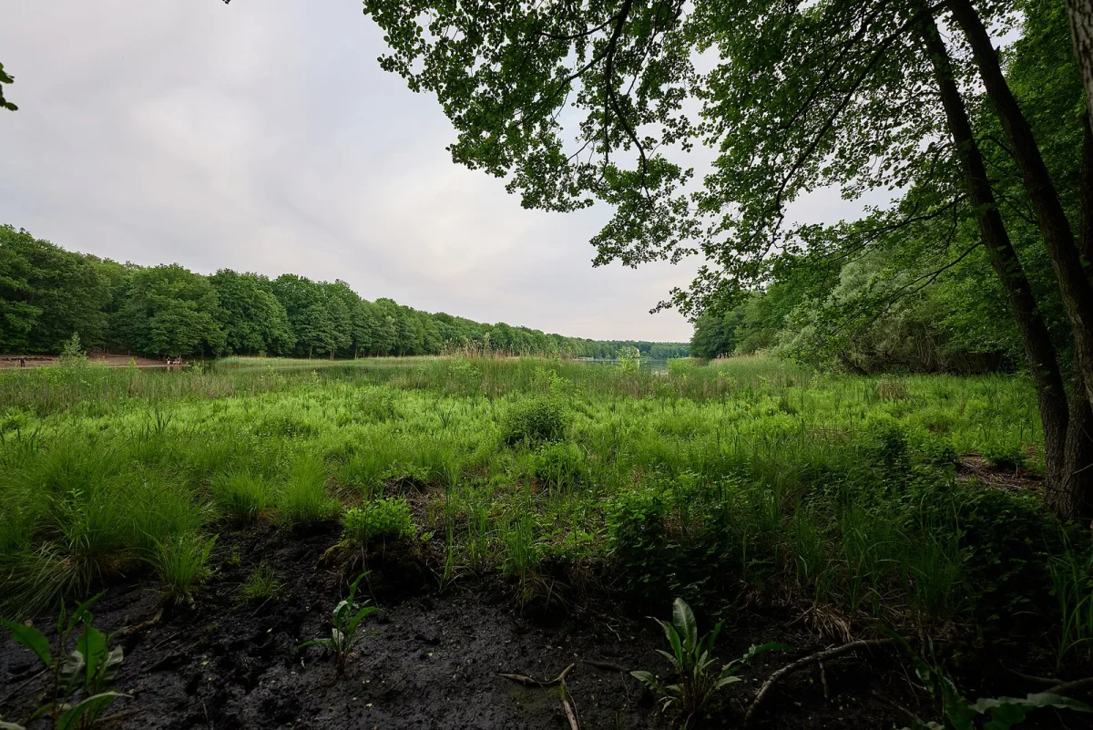 Grunewaldsee im Berliner Grunewald, von Sommerlaub umgebenes ruhiges Gewässer
