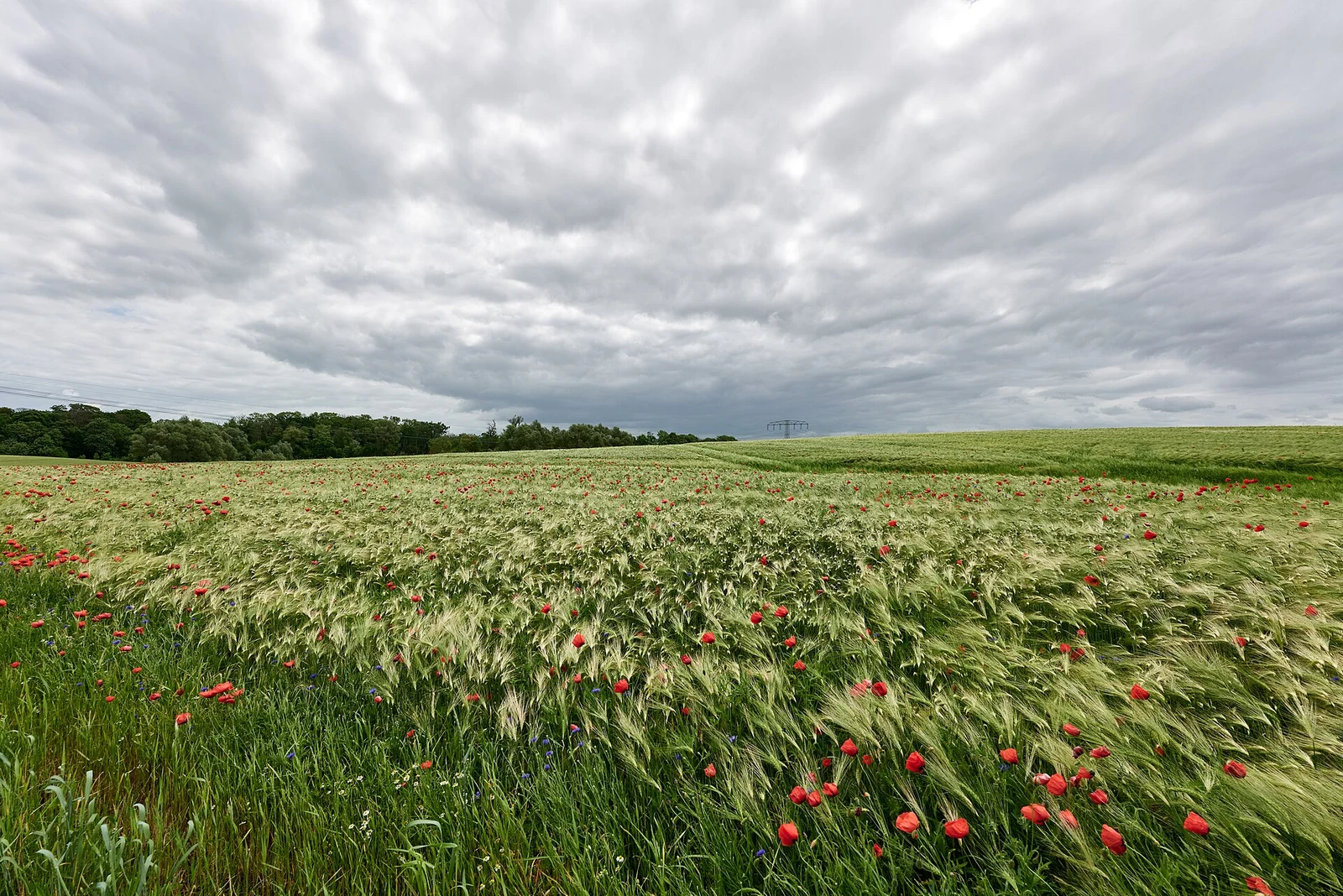 Sommerfeld mit Mohn und Gerste im Biosphärenreservat Schorfheide-Chorin
