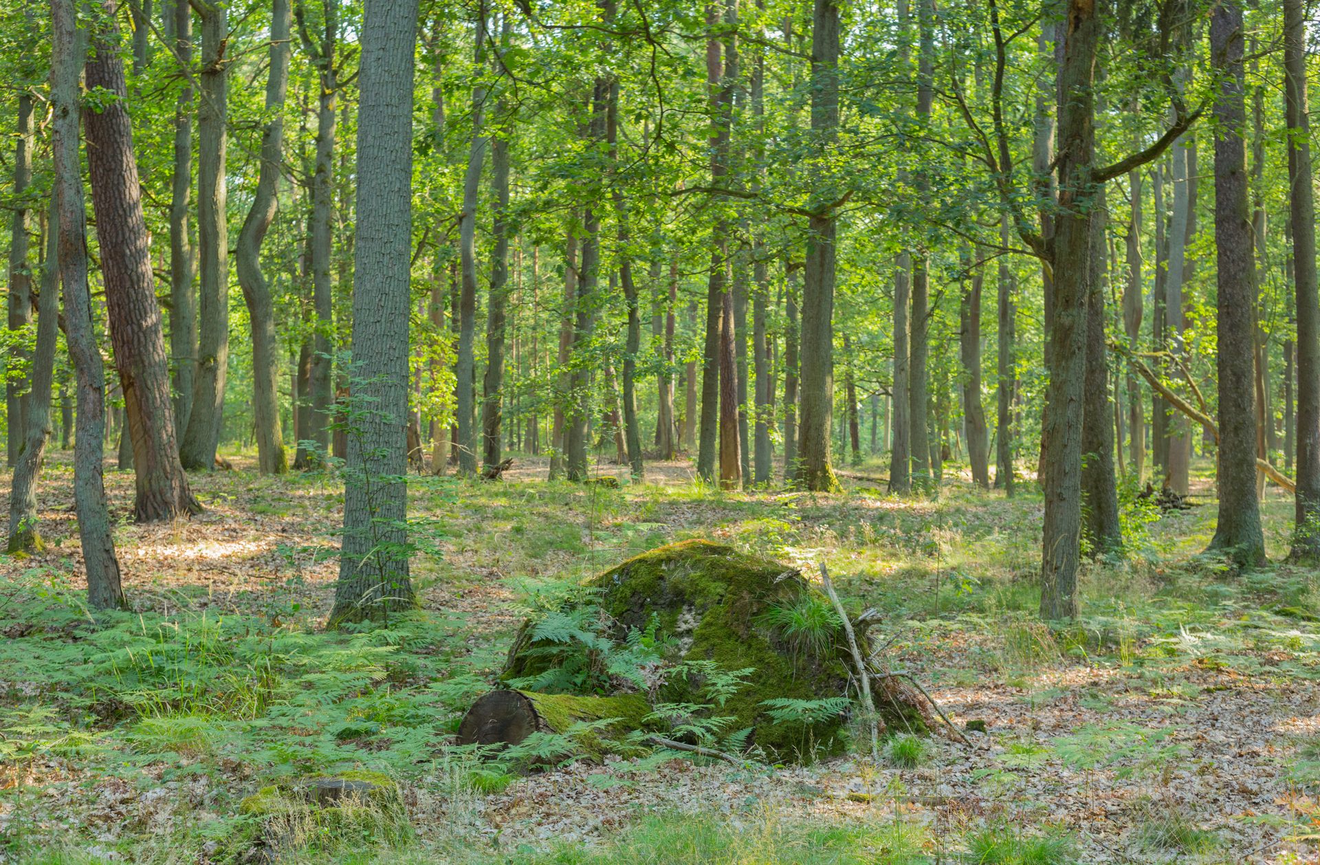 Alter Kiefern-Eichenbestand in der Dubrow bei Gräbendorf im Sommer