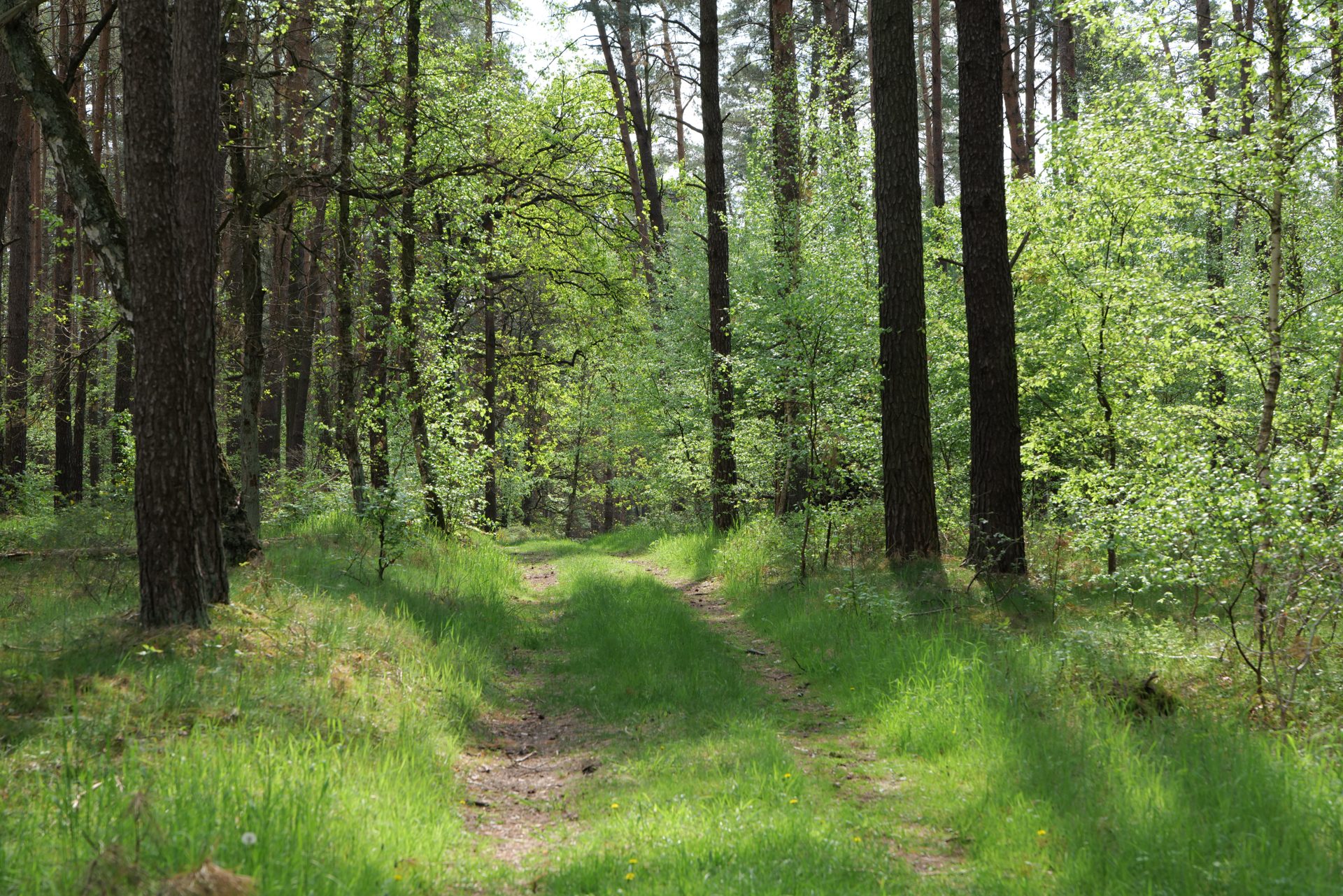 Grüner Frühlingswald im Naturpark Märkische Schweiz