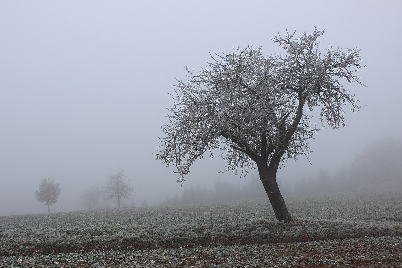 Apfelbaum mit Raureif im Nebel