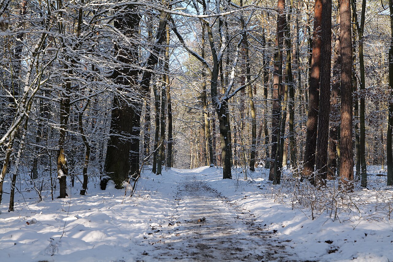 Waldweg im verschneiten Grunewald