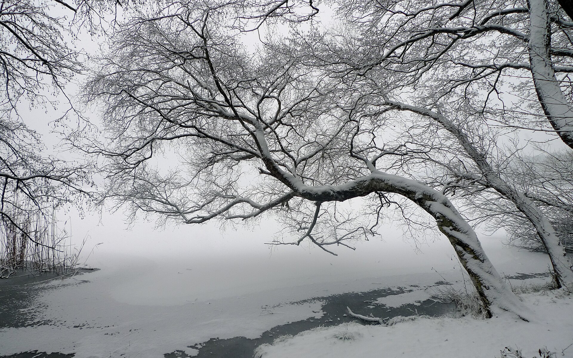 Verschneiter Baum über dem zugefrorenen Krossinsee im Nebel