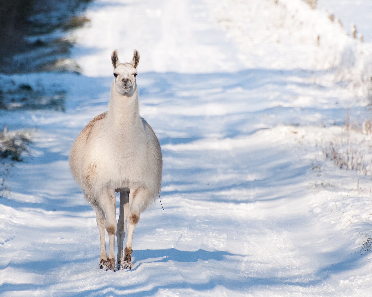 Lama auf einem verschneiten Weg