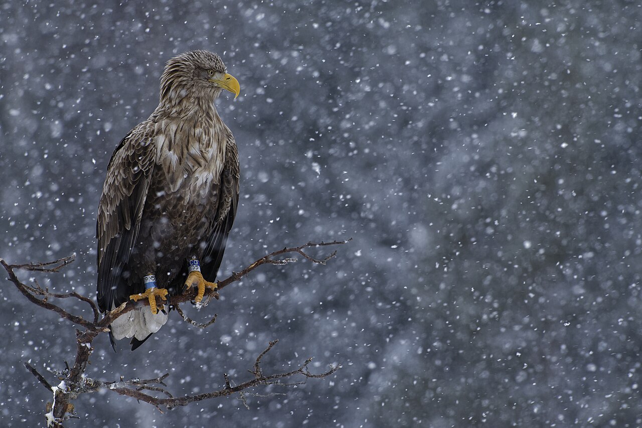 Seeadler auf einem kahlen Ast im Schneefall