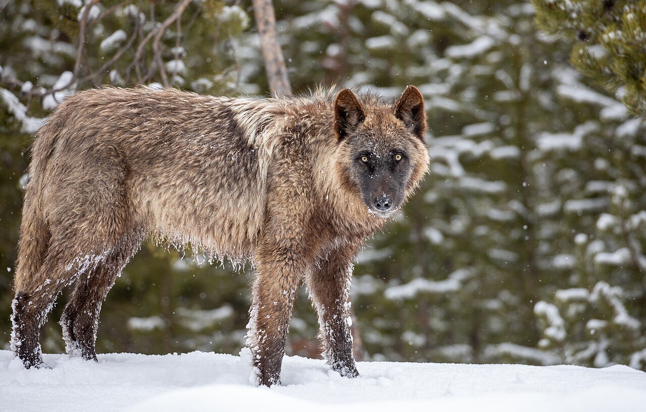 Wolf mit vereistem Fell im Schnee
